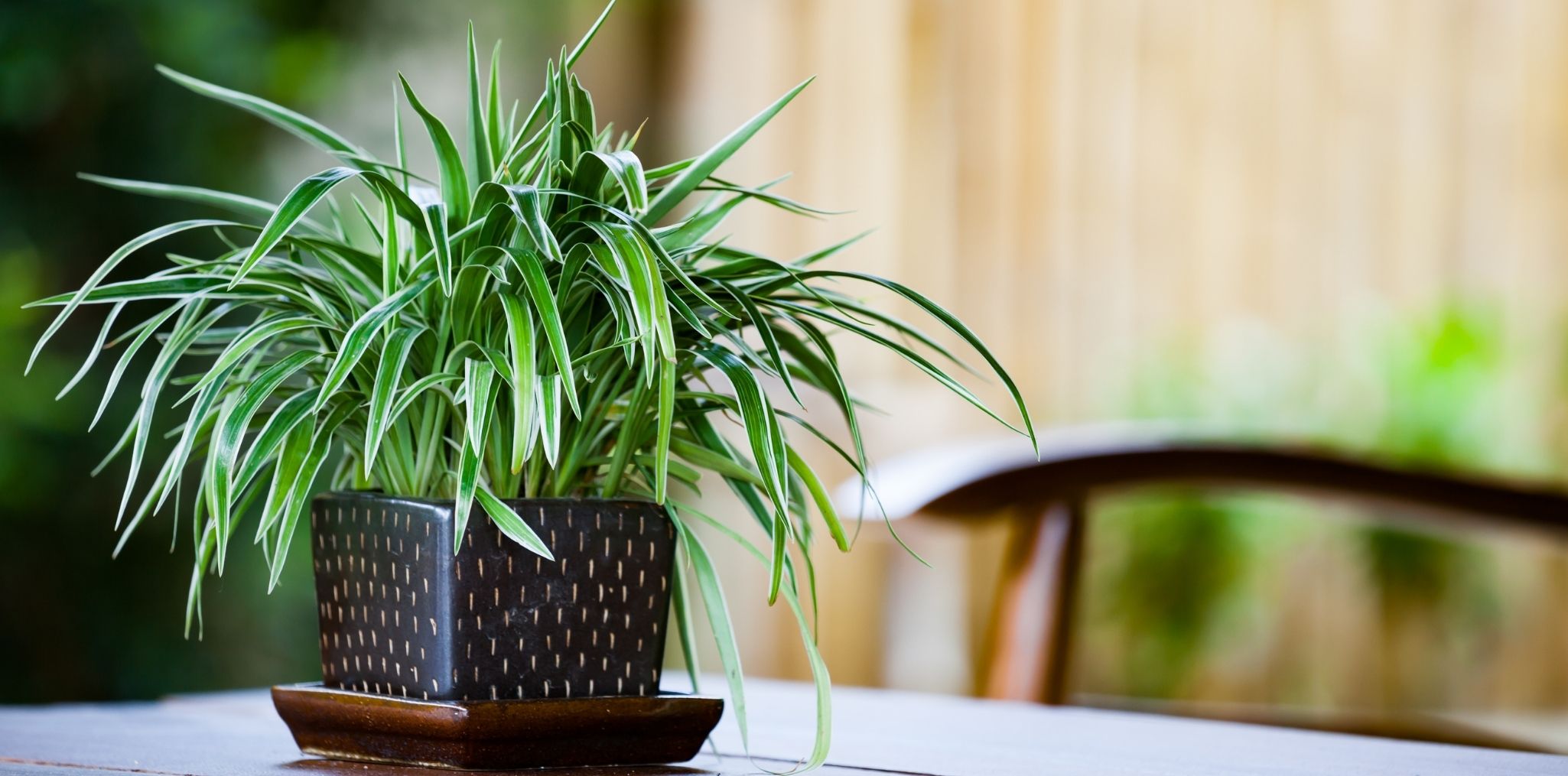 House plant care kit