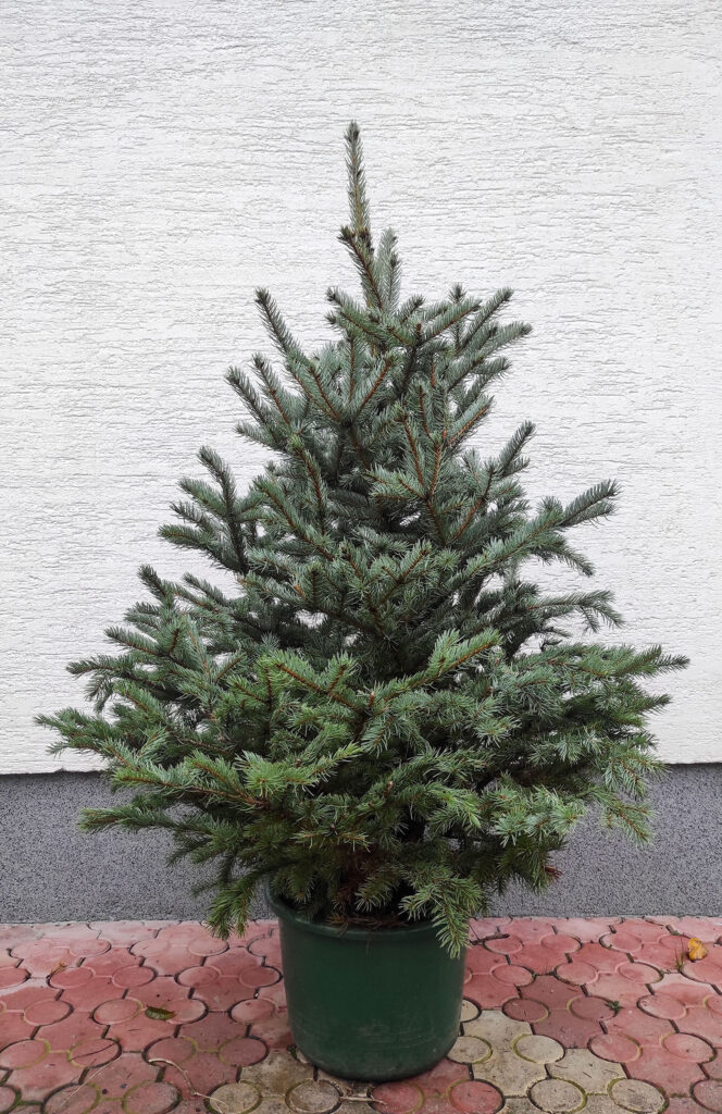 Bor u tegli, Crnković